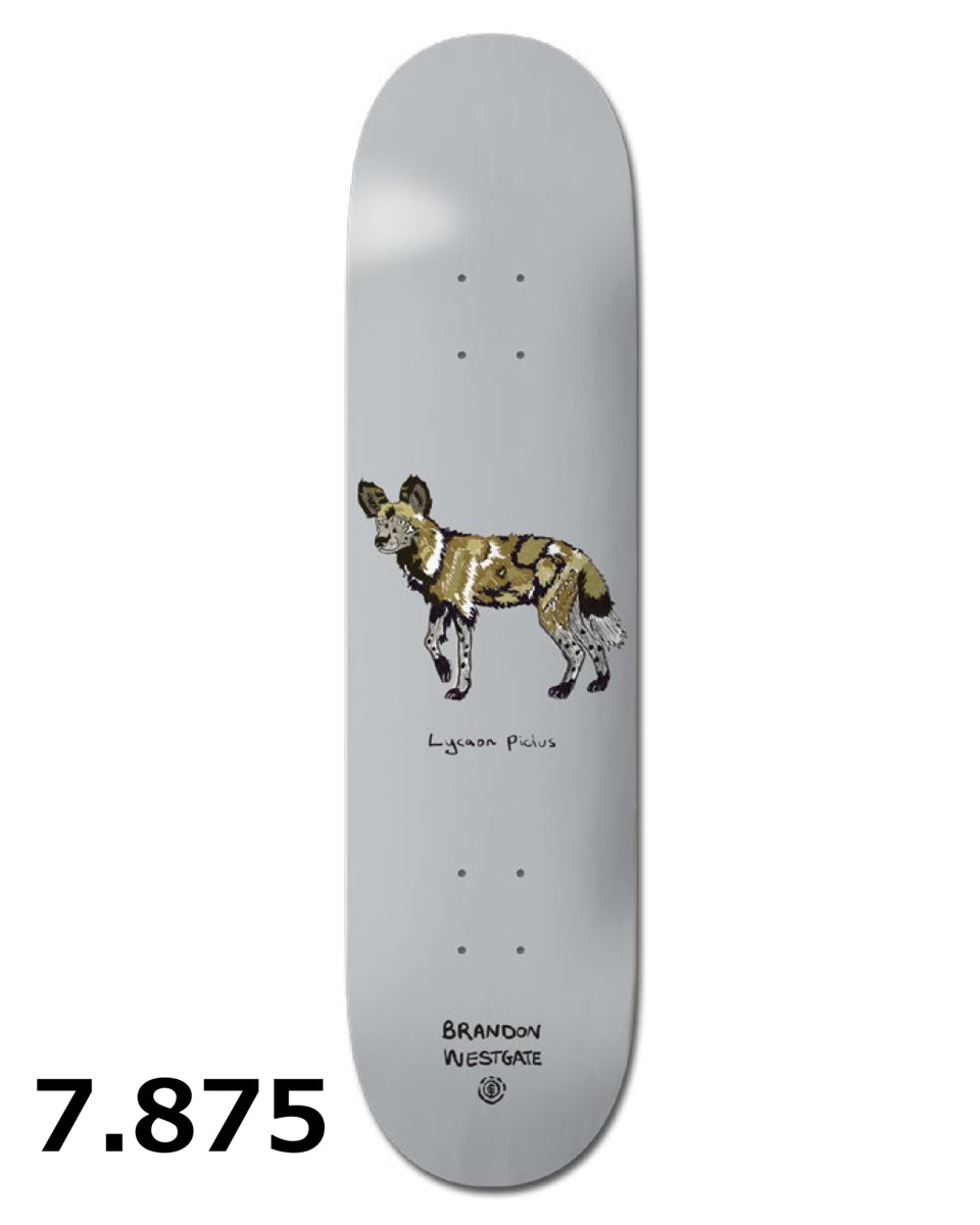 OUTLET】ELEMENT スケートボード 《7.875 inch》 ENDANGERED BRANDON