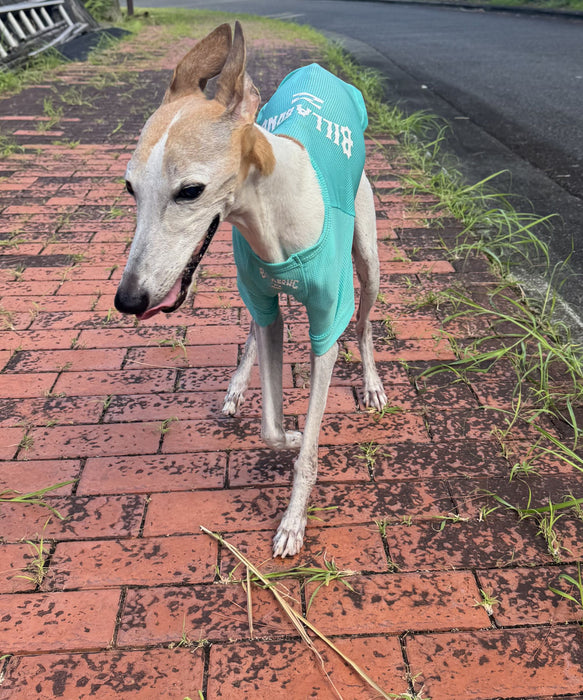 BILLABONG 【DOG WEAR】ANTI BUG DOG MESH 【虫よけ加工】Tシャツ【2026年春夏モデル】