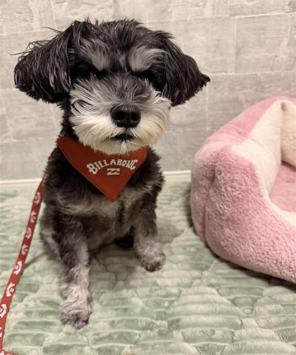 BILLABONG 【DOG WEAR】ARCH LOGO DOG COLLAR【2026年春夏モデル】