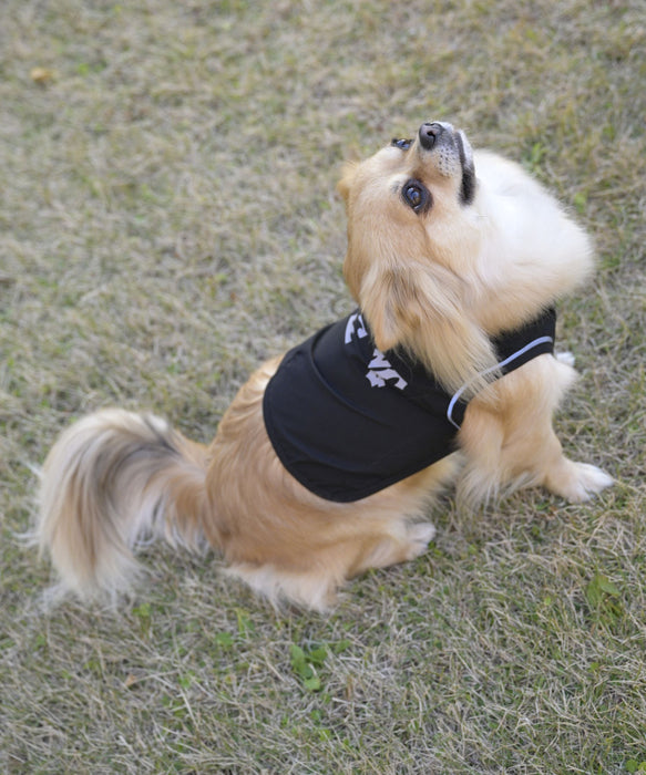 BILLABONG 【DOG WEAR】REFLECTIVE DOG レインコート 【2026年春夏モデル】