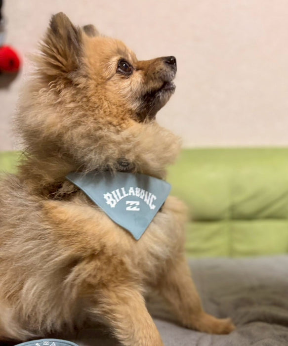 BILLABONG 【DOG WEAR】ARCH LOGO DOG COLLAR【2026年春夏モデル】