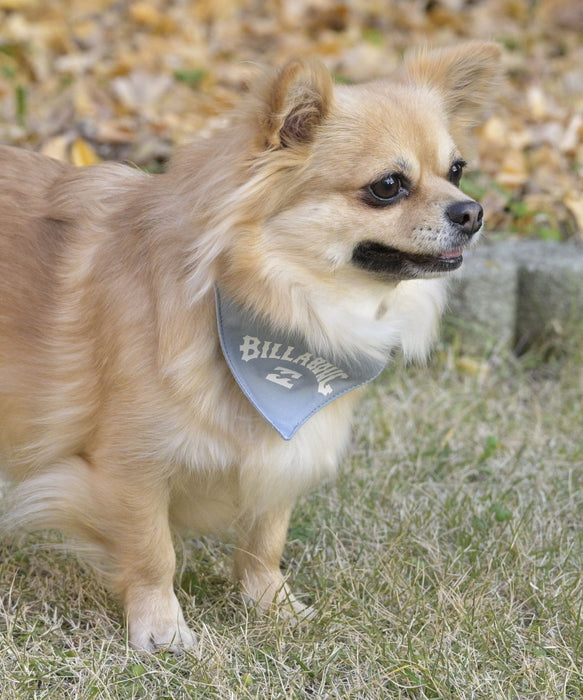 BILLABONG 【DOG WEAR】ARCH LOGO DOG COLLAR【2026年春夏モデル】