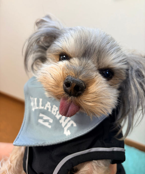 BILLABONG 【DOG WEAR】ARCH LOGO DOG COLLAR【2026年春夏モデル】